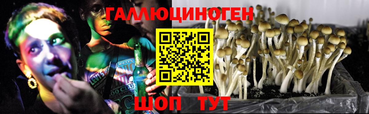 Псилоцибиновые грибы GOLDEN TEACHER Сибай